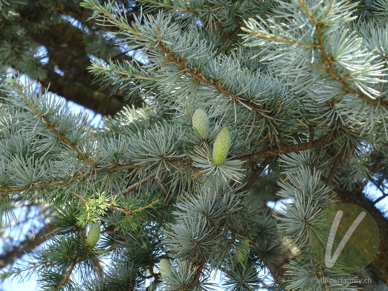 Atlas-Zeder: Übersicht